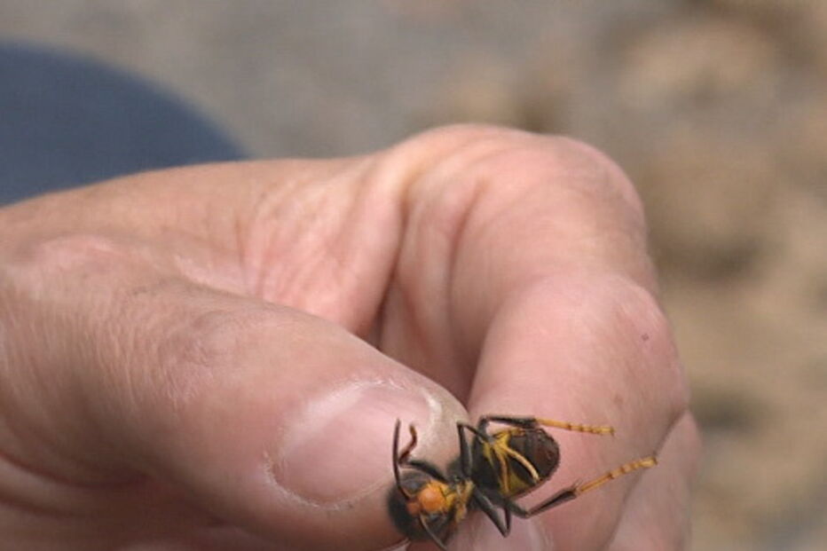 Ninho de vespas nos jardins das Quintas das Conchas e dos Lilases em Lisboa