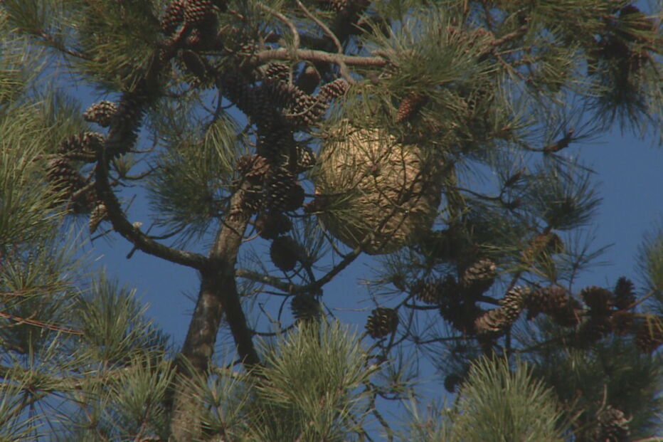 Ninho de vespas asiáticas 