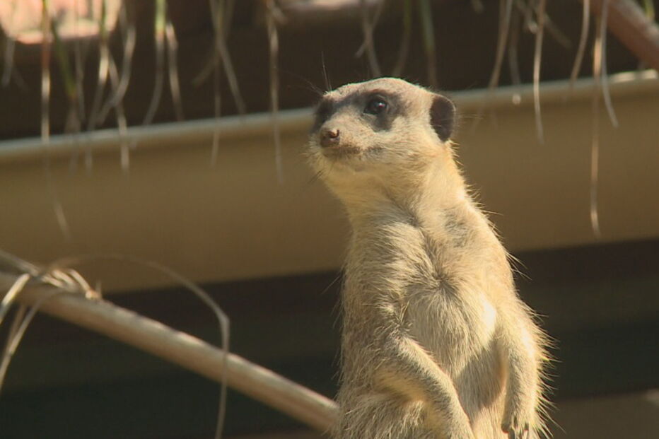 2019-08-31_11_16_56 Novos suricatas do Zoo pesam 30 gramas.jpg