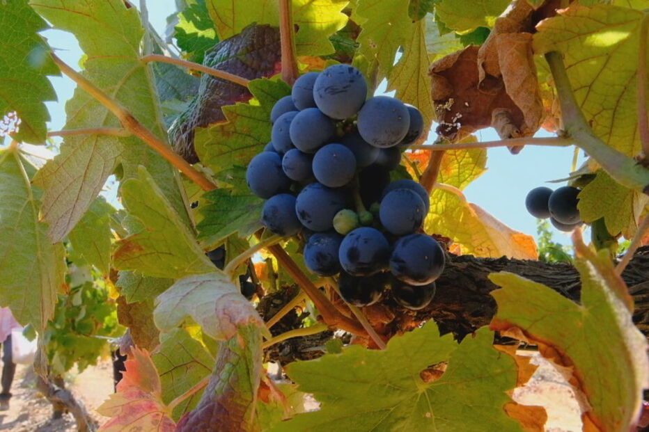 2019-08-31_11_49_54 Vindimas no Alentejo.jpg