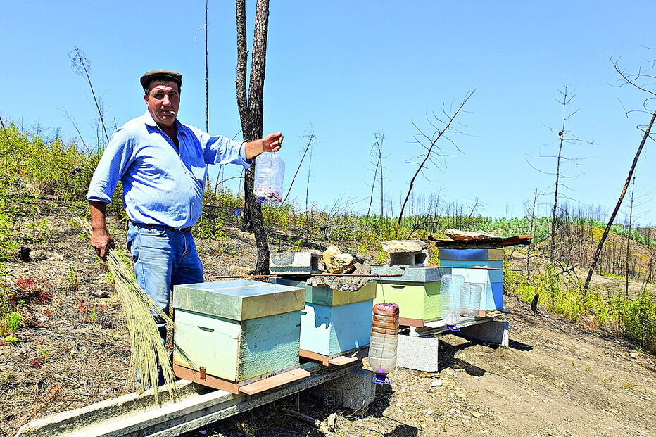 Manuel Rebeca perdeu 28 das 30 colmeias