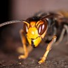 Proteção Civil procura ninhos de vespas asiáticas encontradas na praia da Nazaré