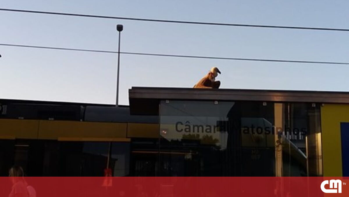Abutre em estação de metro de Matosinhos desperta curiosidade dos