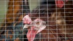 China suspende importação de aves de França devido a surto de gripe aviária