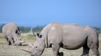 Caça furtiva de rinocerontes na África do Sul aumentou 50% nos primeiros seis meses