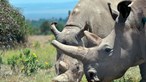 Três moçambicanos condenados a 35 anos por caça furtiva de rinoceronte na África do Sul