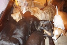 Mulher abriga uma centena de cães abandonados em sua casa para os proteger do furacão Dorian