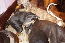 Mulher abriga uma centena de cães abandonados em sua casa para os proteger do furacão Dorian