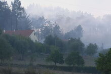 Fogo lavra com intensidade num povoamento florestal em Leiria