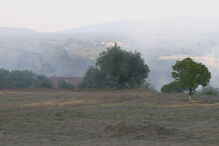 Fogo lavra com intensidade num povoamento florestal em Leiria