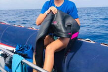 Mayra Santos emocionada com travessia a nado conseguida entre Madeira e Porto Santo