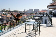 Lúcifer, a águia-de-Harris que expulsou as gaivotas num hotel de luxo de Gaia