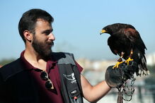 Lúcifer, a águia-de-Harris que expulsou as gaivotas num hotel de luxo de Gaia