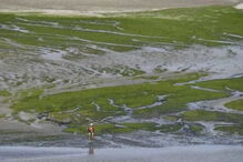 Algas tóxicas após pisadas podem causar a morte