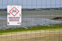 Algas tóxicas após pisadas podem causar a morte