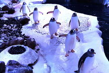 Pinguins do aquário de Londres 