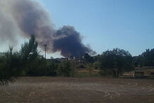 Chamas consomem povoamento florestal na Azambuja