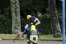 Elementos dos bombeiros queimam um vespeiro de vespa asiática 