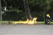 Elementos dos bombeiros queimam um vespeiro de vespa asiática 