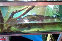 Jacaré com mais de um metro à venda em loja de Barcelona