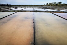 Estudo académico conclui que salmoura tem compostos estimuladores do sistema imunitário