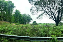 Árvores estão a ser abatidas 