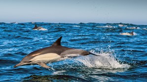 Golfinhos fémea preferem machos que fazem 'preliminares' antes do sexo 