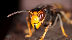 Penacova combate a vespa asiática com 400 armadilhas instaladas
