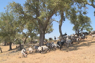 Dez mil cabras e ovelhas ajudam a travar incêndios no País