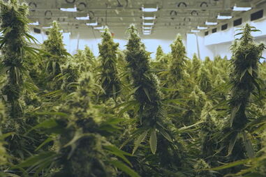 Seis anos e três meses de prisão para homem apanhado com 125 quilos de canábis