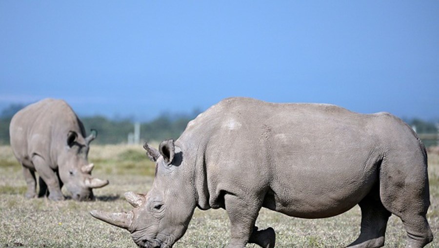 Rinocerontes-brancos do norte