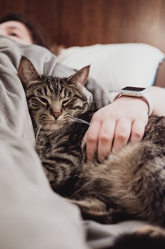 Gatos são apegados, sim! Estudo aponta que felinos entendem quando humanos  falam diretamente com eles, Ciência