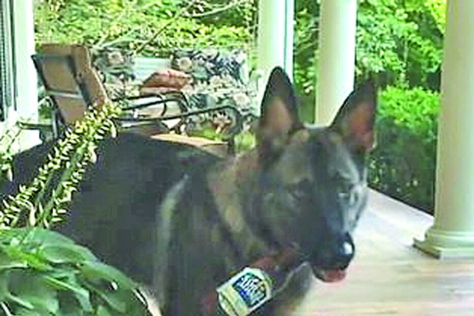 Cão reage prontamente às ordens de dono e vai buscar uma cerveja após dia 