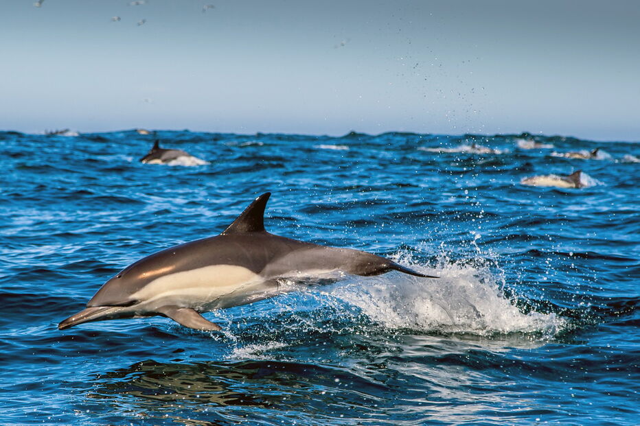 2019-09-02_21_40_41 Japão inicia caça anual de golfinhos.jpg
