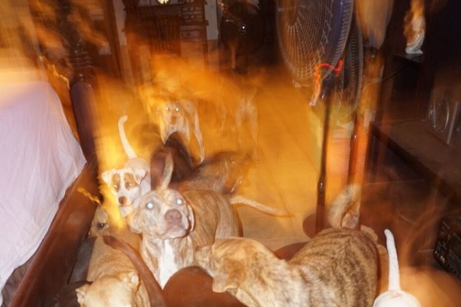 Mulher abriga uma centena de cães abandonados em sua casa para os proteger do furacão Dorian