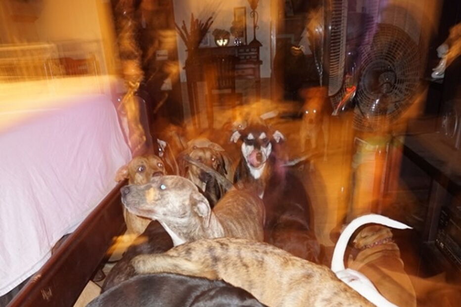 Mulher abriga uma centena de cães abandonados em sua casa para os proteger do furacão Dorian