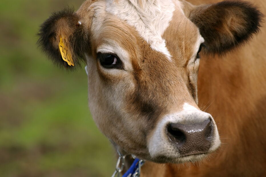 2019-09-03_15_14_38 GettyImages-2832609.jpg