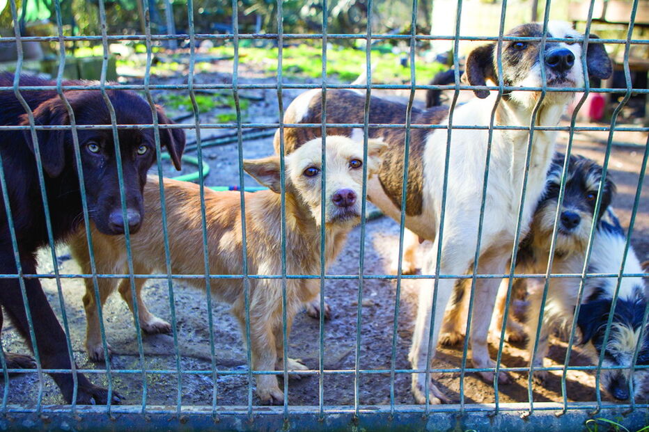 Metade das câmaras municipais não esteriliza animais
