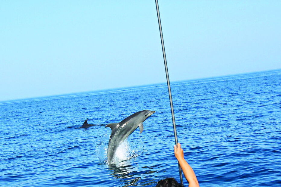 Cetáceos são observados com regularidade a bordo dos barcos da Wildwatch