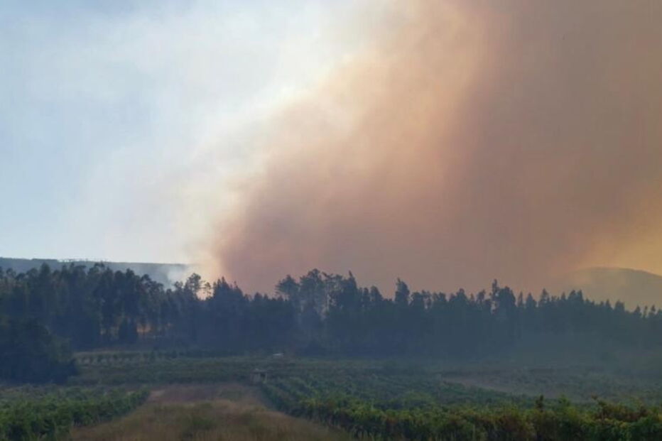 Chamas consomem povoamento florestal na Mealhada