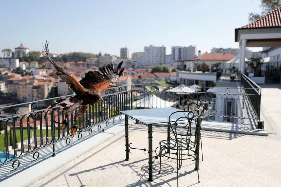 Lúcifer, a águia-de-Harris que expulsou as gaivotas num hotel de luxo de Gaia