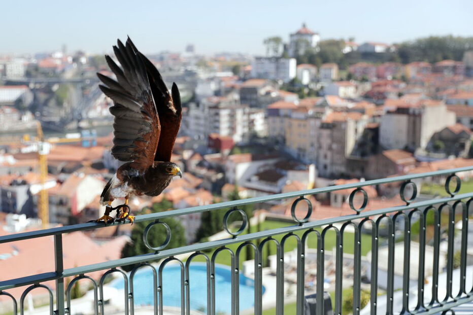 Lúcifer, a águia-de-Harris que expulsou as gaivotas num hotel de luxo de Gaia
