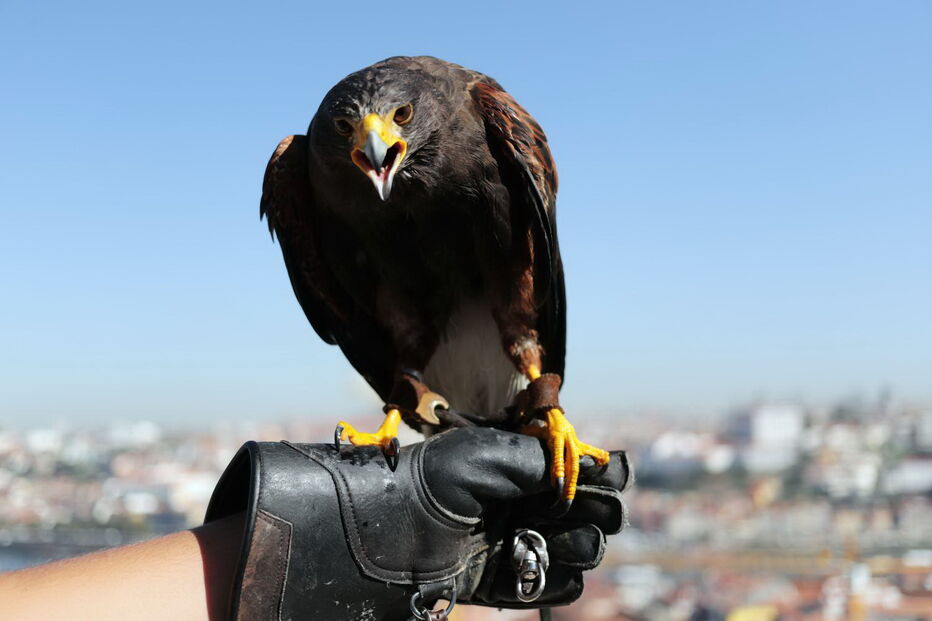 Lúcifer, a águia-de-Harris que expulsou as gaivotas num hotel de luxo de Gaia