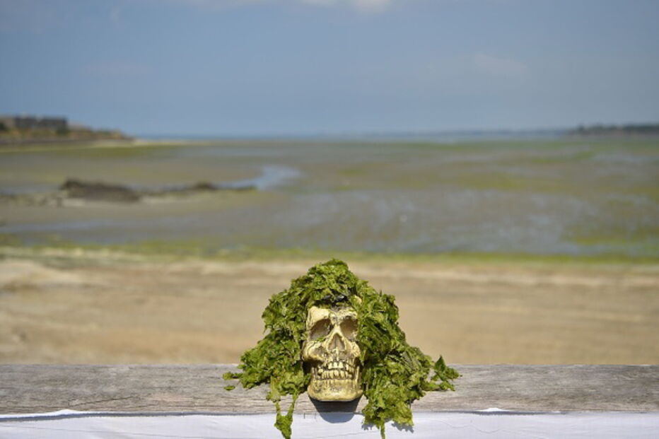 Algas tóxicas após pisadas podem causar a morte