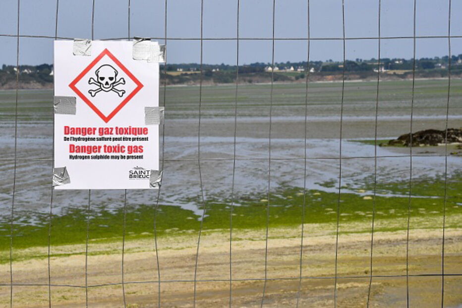 Algas tóxicas após pisadas podem causar a morte