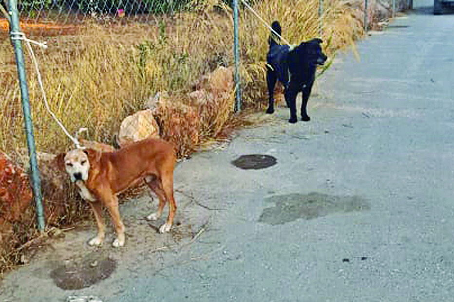 Dois cães foram deixados abandonados e presos com cordas, durante a madrugada, junto ao Canil de São Francisco 