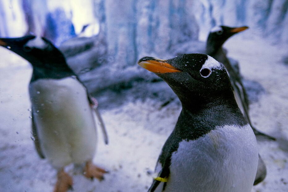 Pinguins do aquário de Londres 