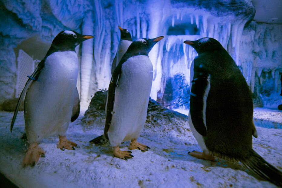 Pinguins do aquário de Londres 