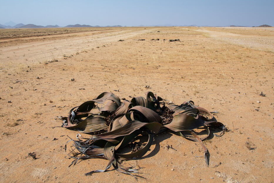 Zona sul de Angola devastada pela seca desde os finais de 2018