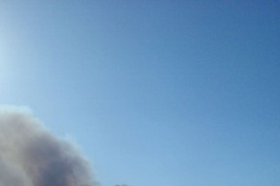 Chamas consomem povoamento florestal na Azambuja